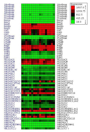 Clustering of a yeast gene expression data set. The clusters are the groups of contiguous homogeneously coloured rows. The figure is produced using the Expander tool.