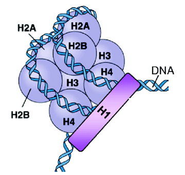 Figure 1: A nucleosome, the fundamental subunit of the chromosome (adapted from C. Brenner, PhD thesis, Université Libre de Bruxelles, 2005).
