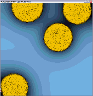 Figure 1: Screenshot of Micro-Gen simulation showing multi-drug resistant MRSA bacterial colonies (yellow) growing on nutrient agar medium (blue). Lighter shade of blue represents higher nutrient concentration.